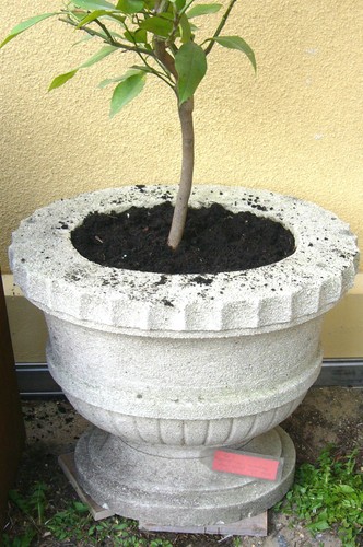 Vase pflanzgefäß blumentopf - vase,